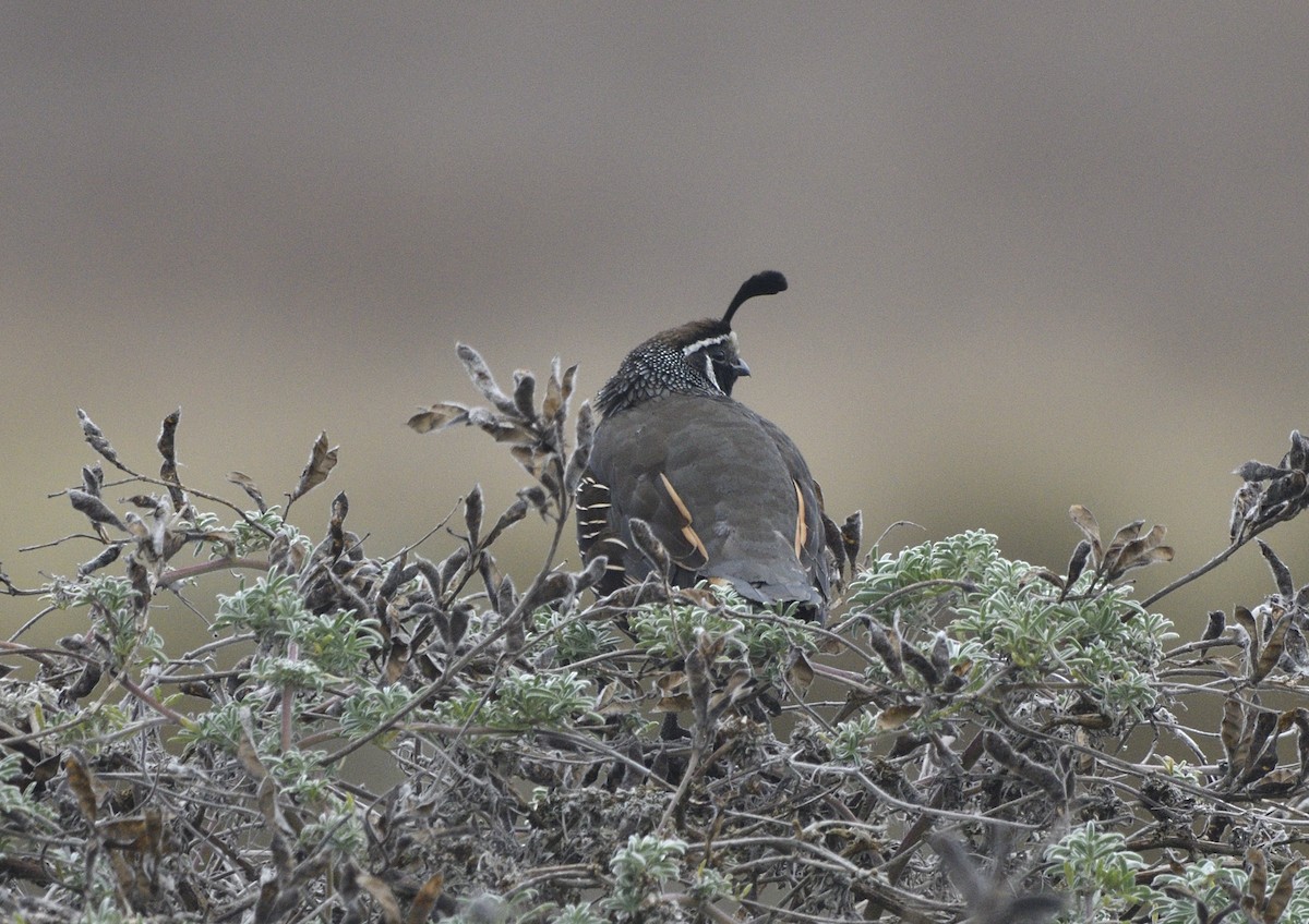 California Quail - ML643414052