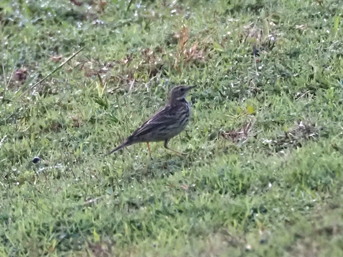 Red-throated Pipit - ML643414053