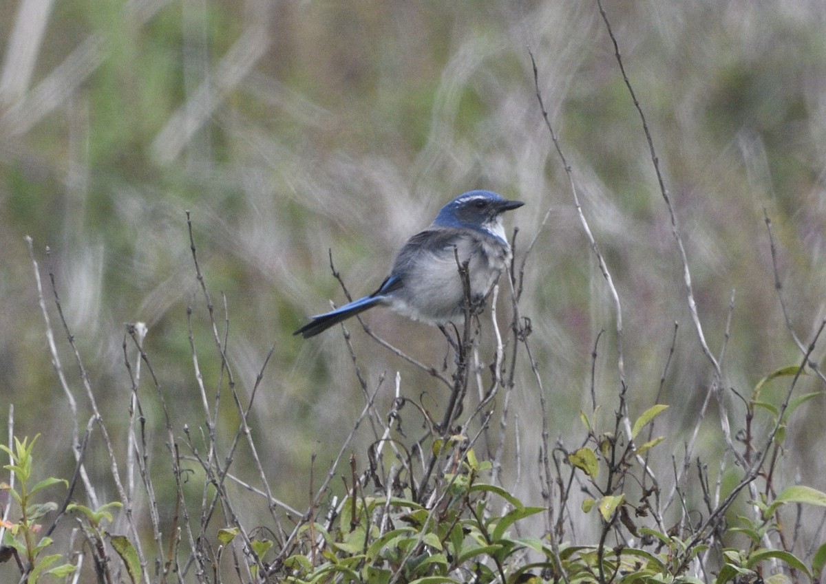California Scrub-Jay - ML643414056