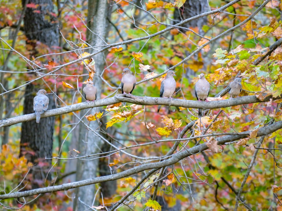 Mourning Dove - ML643414057