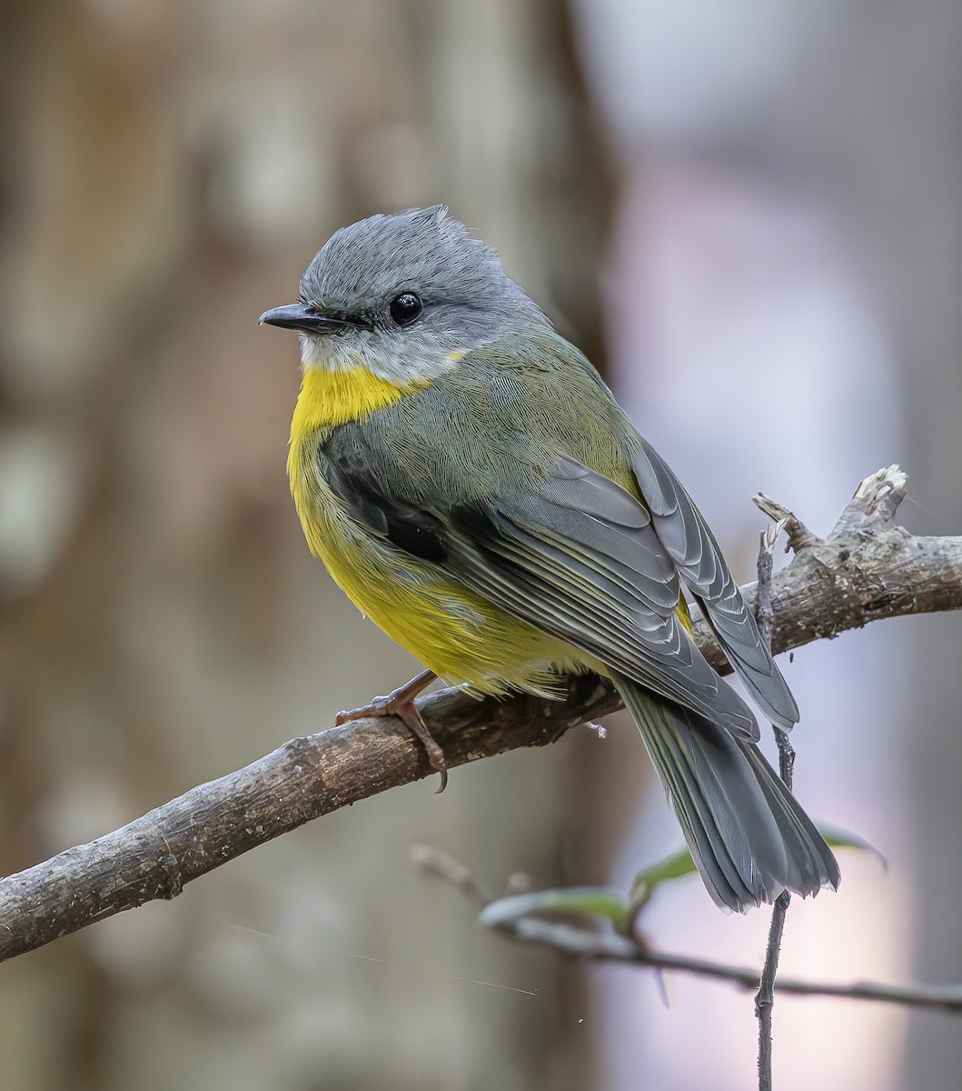 Eastern Yellow Robin - ML643414066