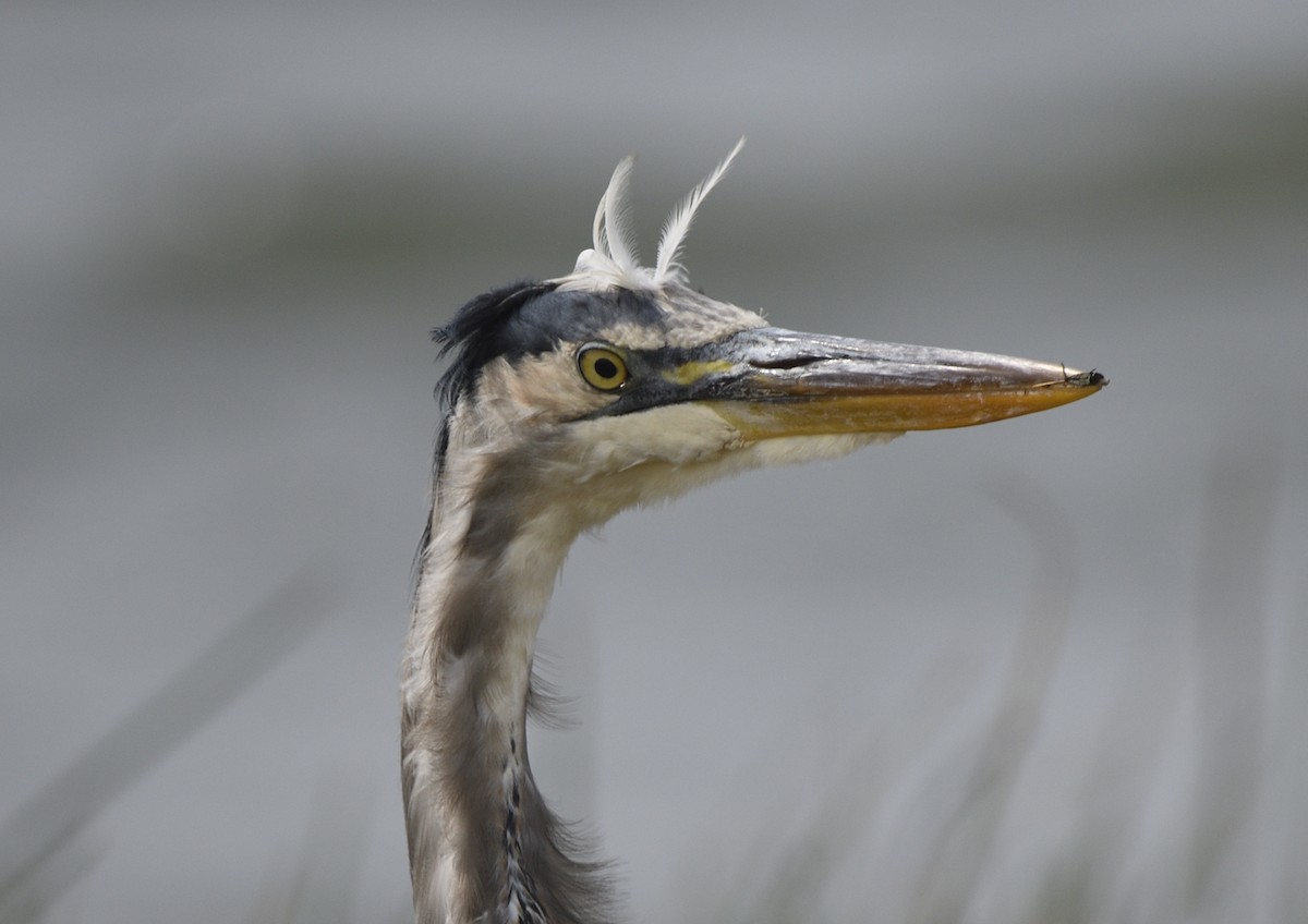 Great Blue Heron - ML643414069