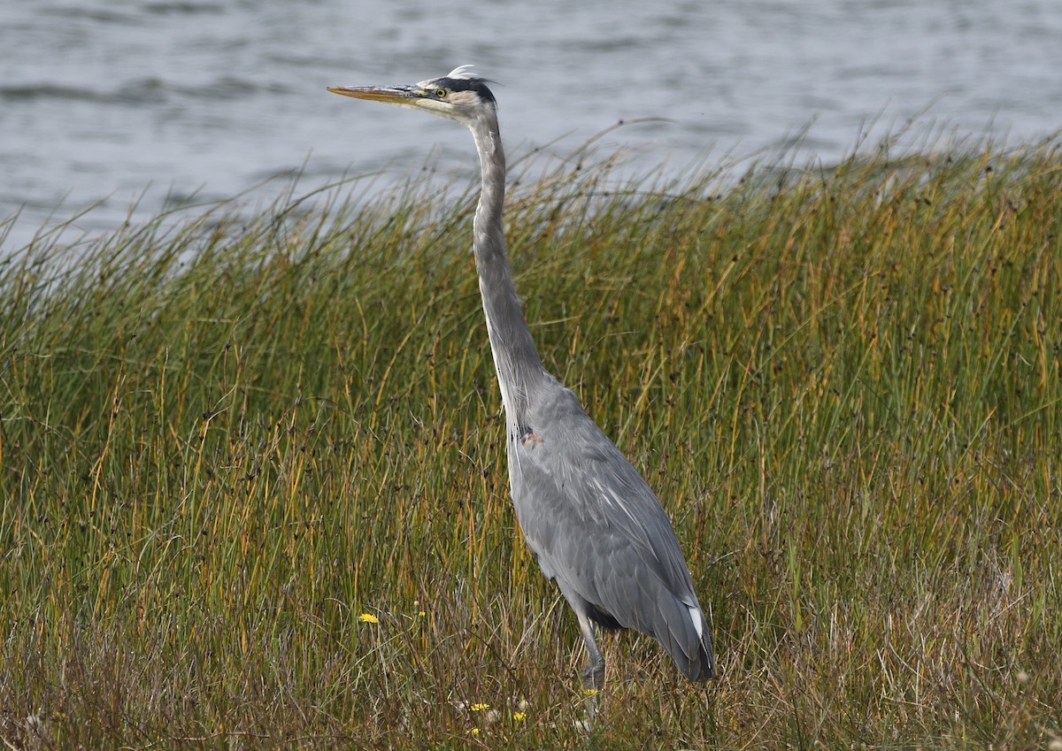 Great Blue Heron - ML643414070