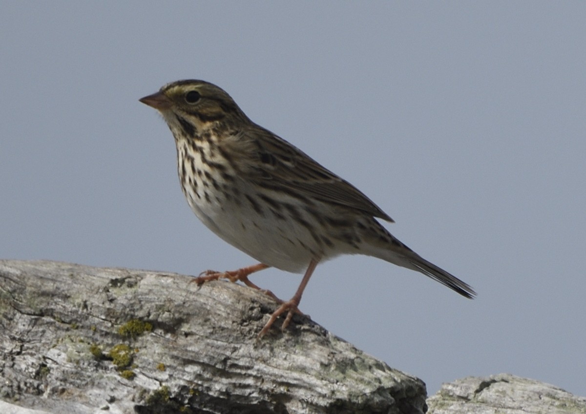 Savannah Sparrow - ML643414075