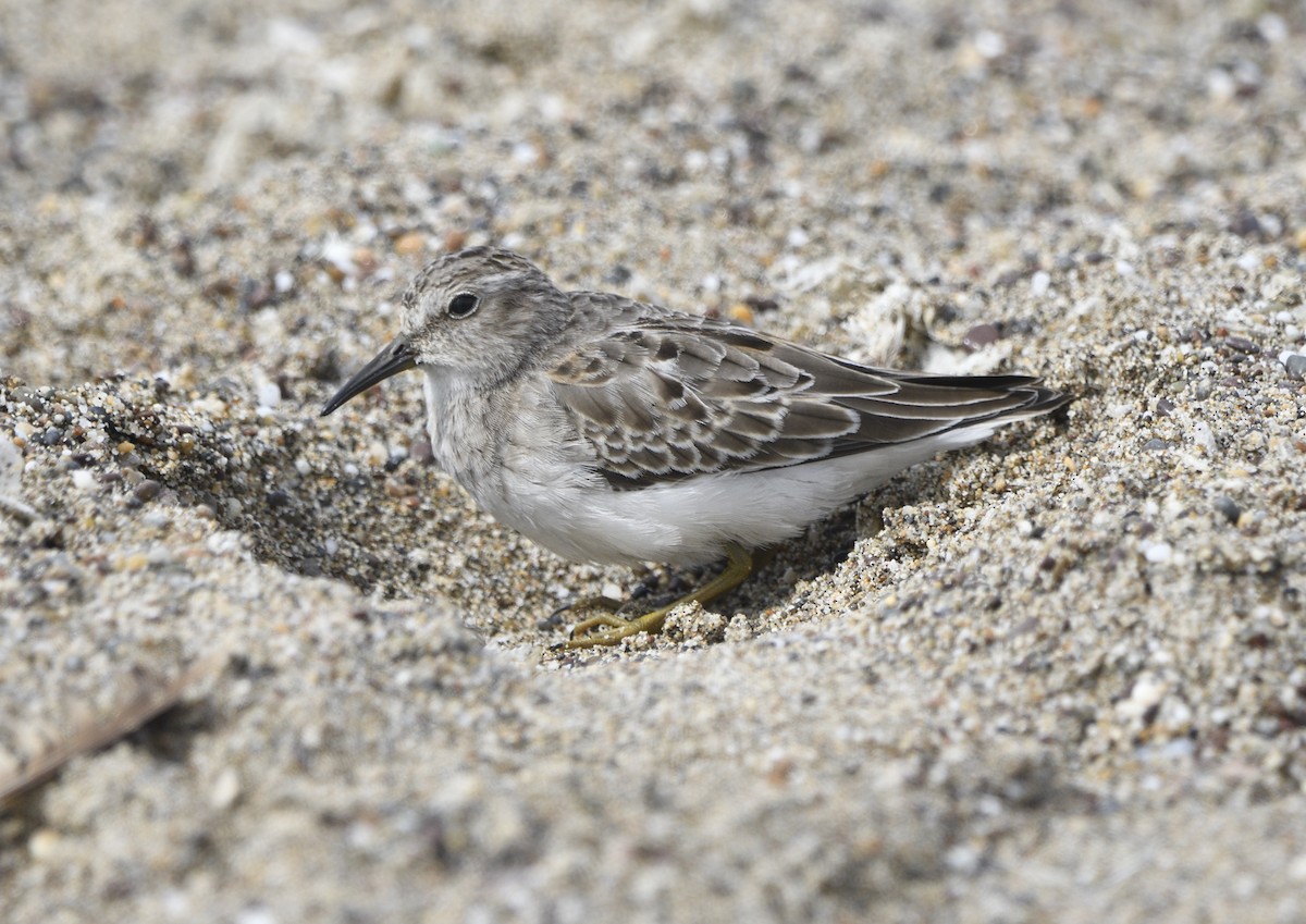Least Sandpiper - ML643414078