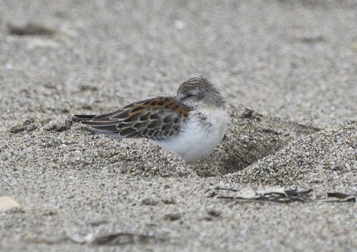Western Sandpiper - ML643414079