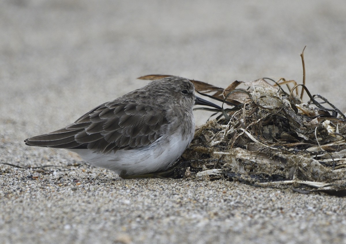 Least Sandpiper - ML643414080