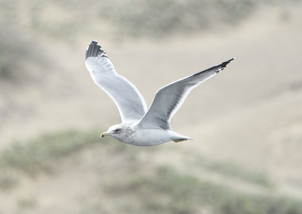 California Gull - ML643414095
