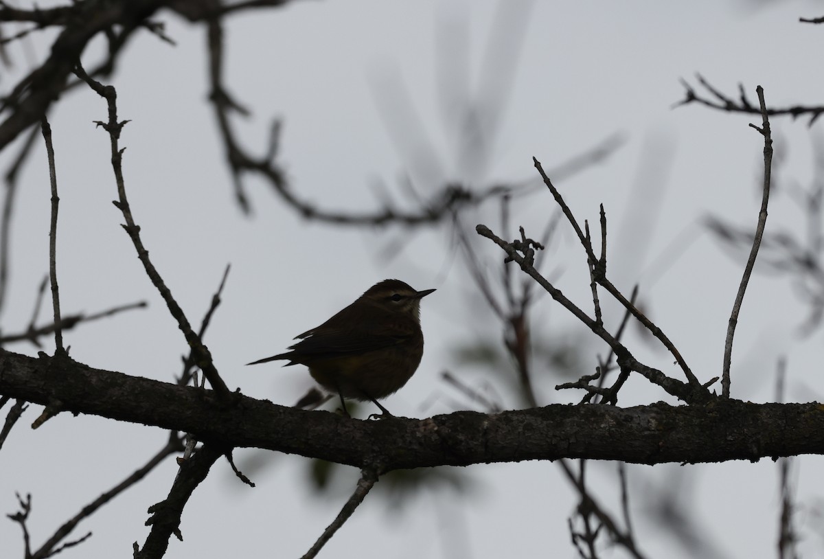 Palm Warbler - ML643414120