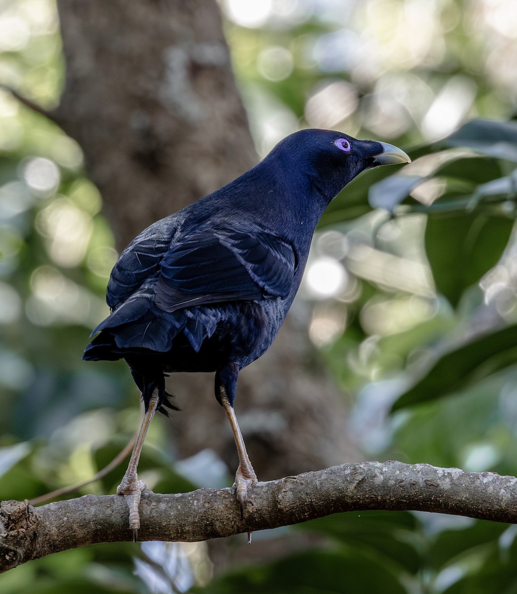 Satin Bowerbird - ML643414122