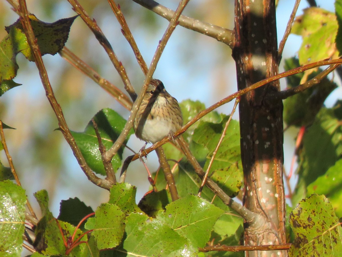 Lincoln's Sparrow - ML643414123