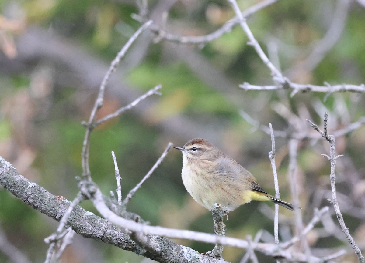 Palm Warbler - ML643414124