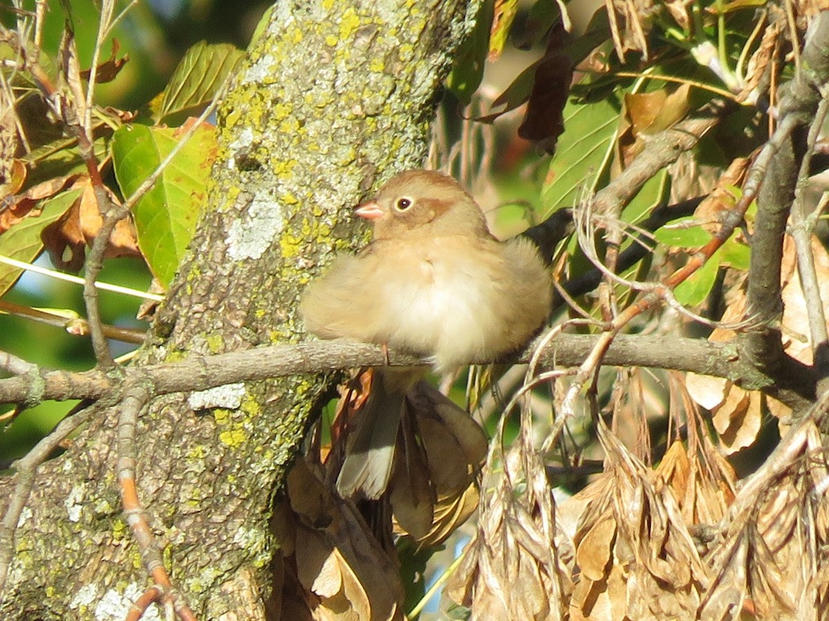 Field Sparrow - ML643414127