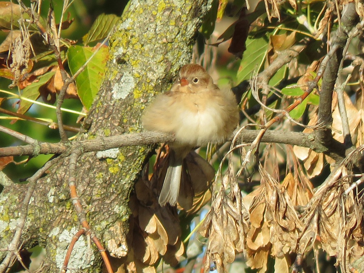 Field Sparrow - ML643414128