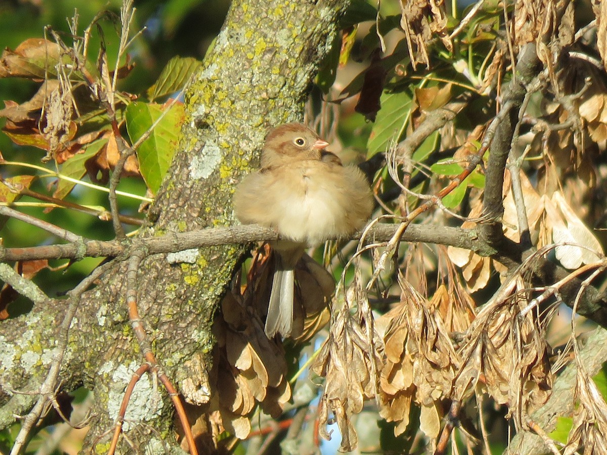 Field Sparrow - ML643414129