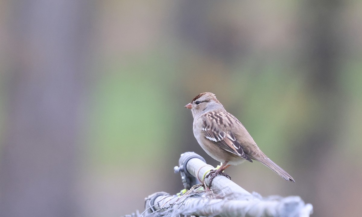 White-crowned Sparrow - ML643414133