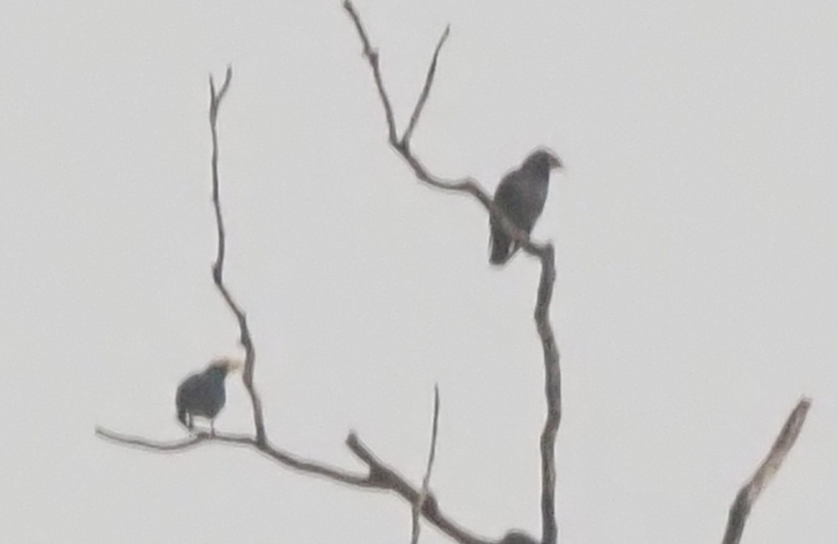 Golden-crested Myna - ML643414142