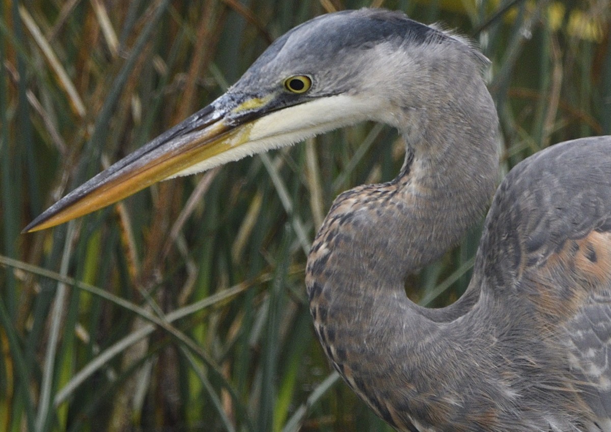Great Blue Heron - ML643414154