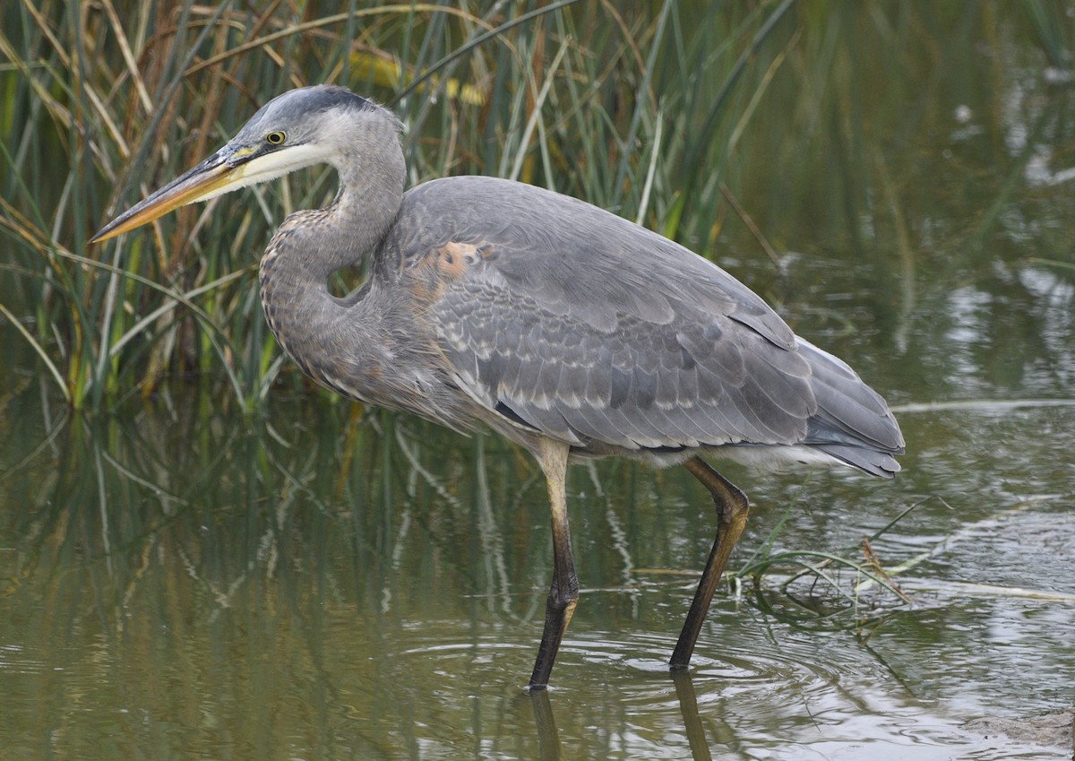 Great Blue Heron - ML643414155