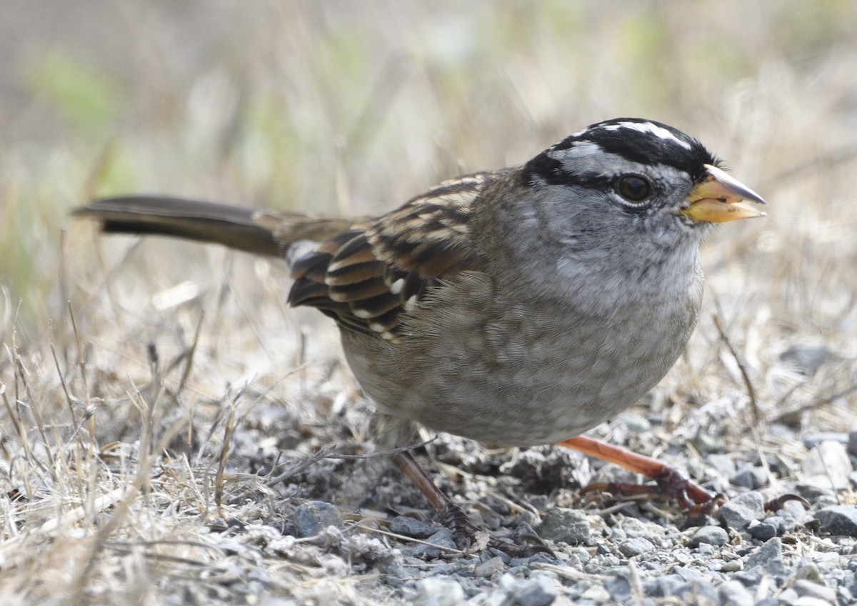 White-crowned Sparrow - ML643414159