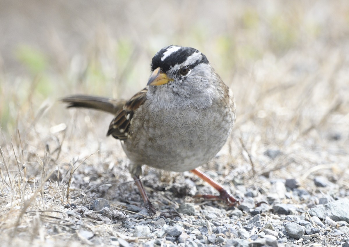 White-crowned Sparrow - ML643414160