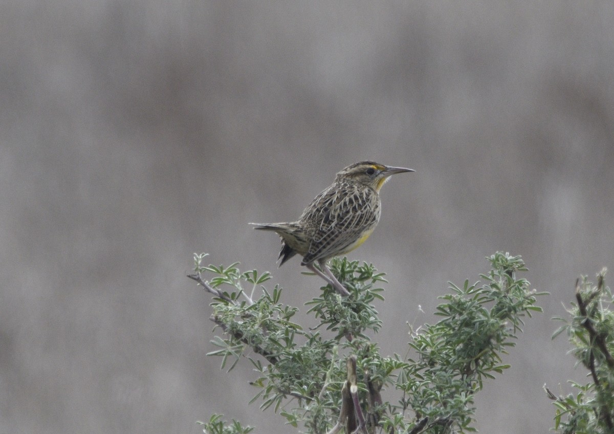 Western Meadowlark - ML643414162