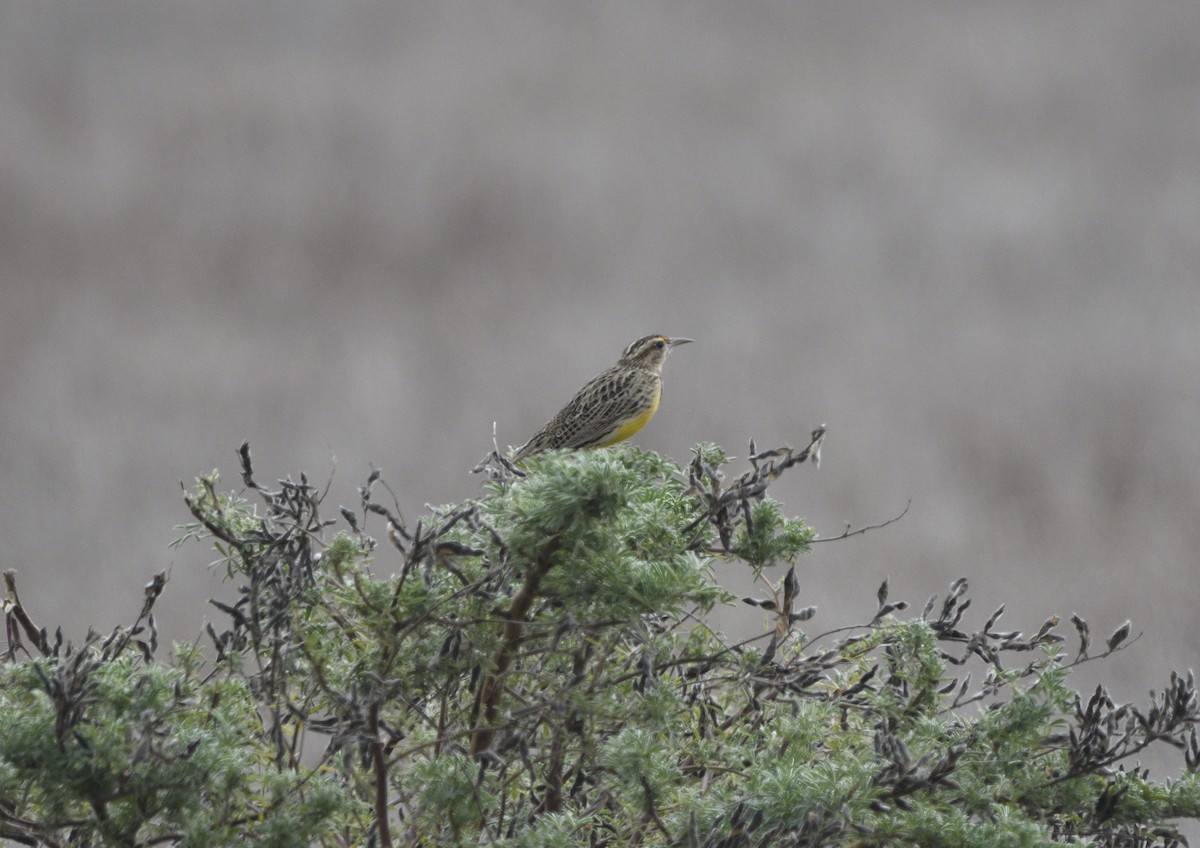 Western Meadowlark - ML643414163