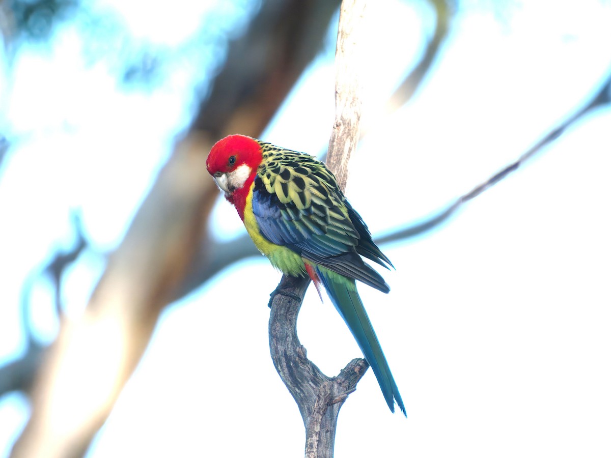 Eastern Rosella - ML643414170