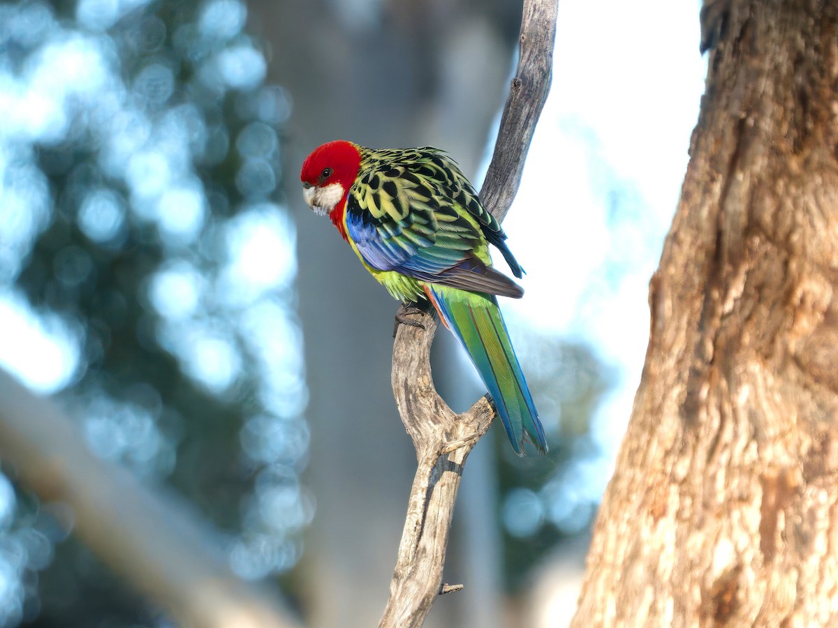 Eastern Rosella - ML643414171