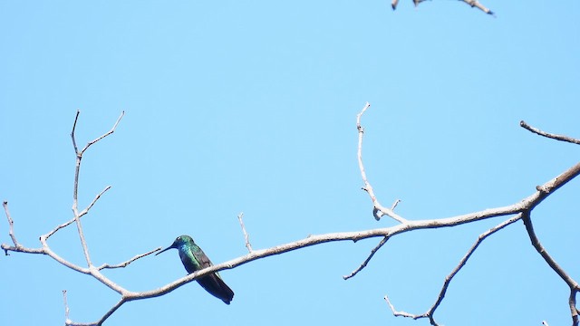 Black-throated Mango (Black-throated) - ML643414172