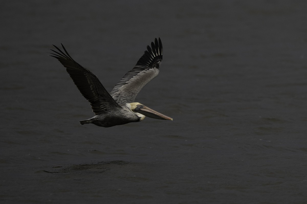 Brown Pelican - ML643414175