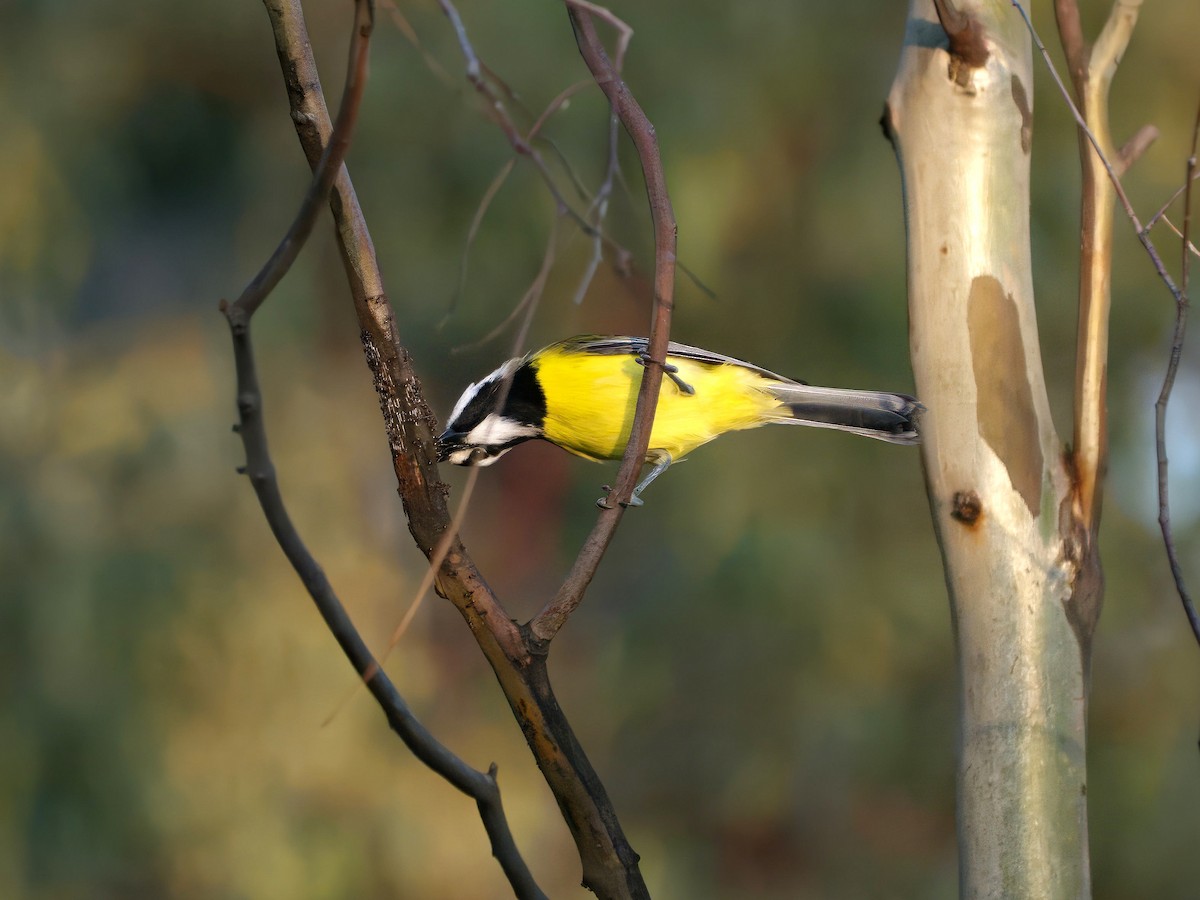 Eastern Shrike-tit - ML643414176