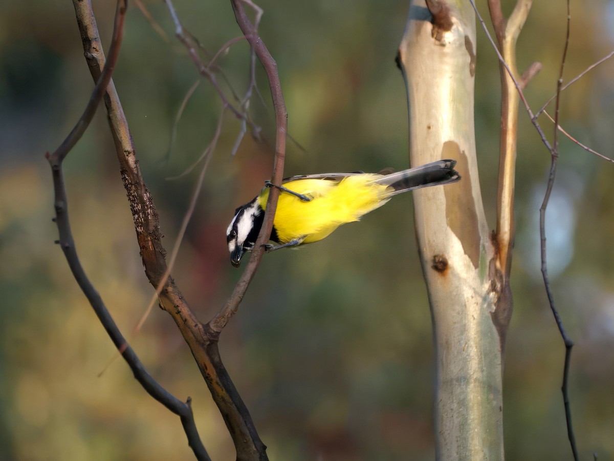 Eastern Shrike-tit - ML643414177