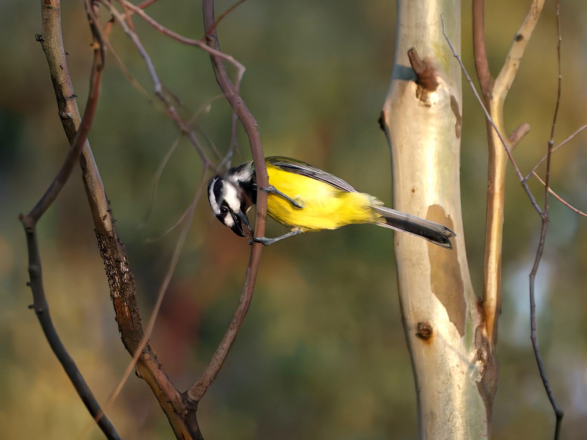 Eastern Shrike-tit - ML643414178