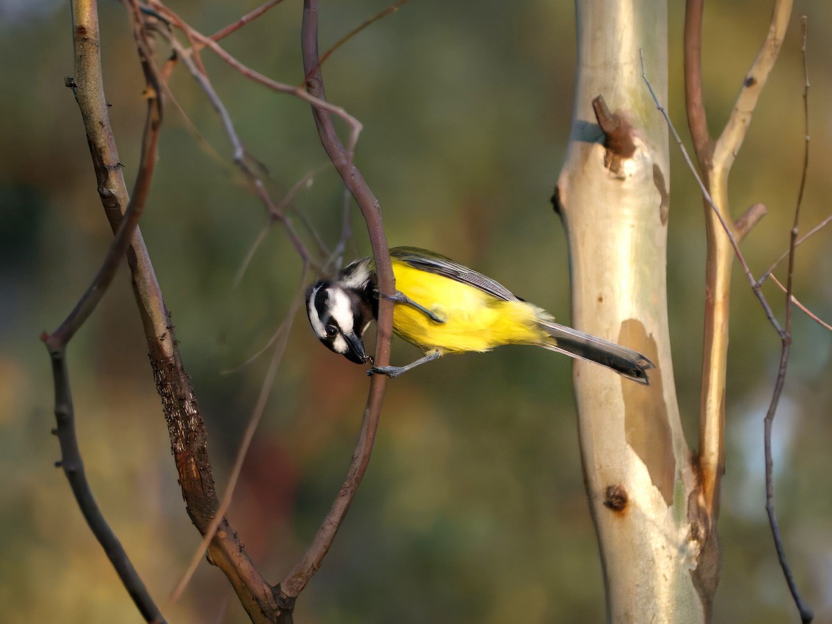 Eastern Shrike-tit - ML643414179