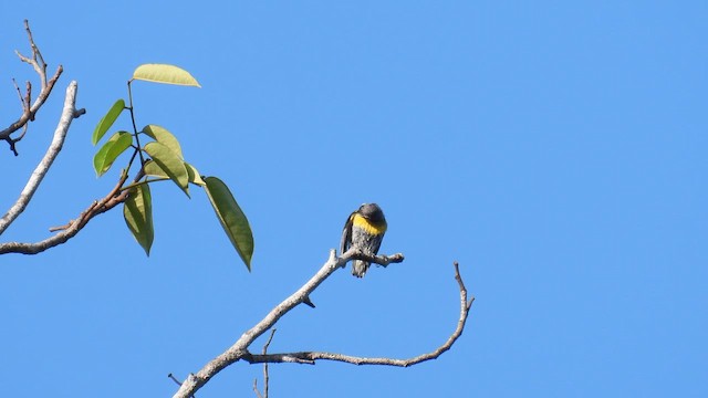 Bananaquit (Continental) - ML643414181