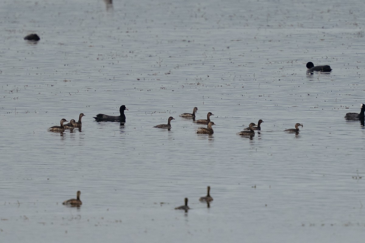 Little Grebe (Little) - ML643414183