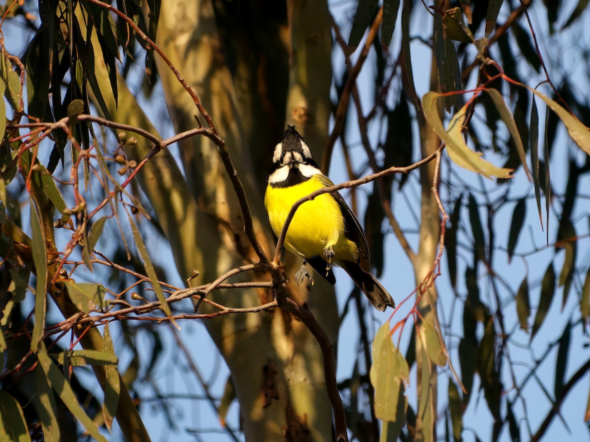 Eastern Shrike-tit - ML643414186