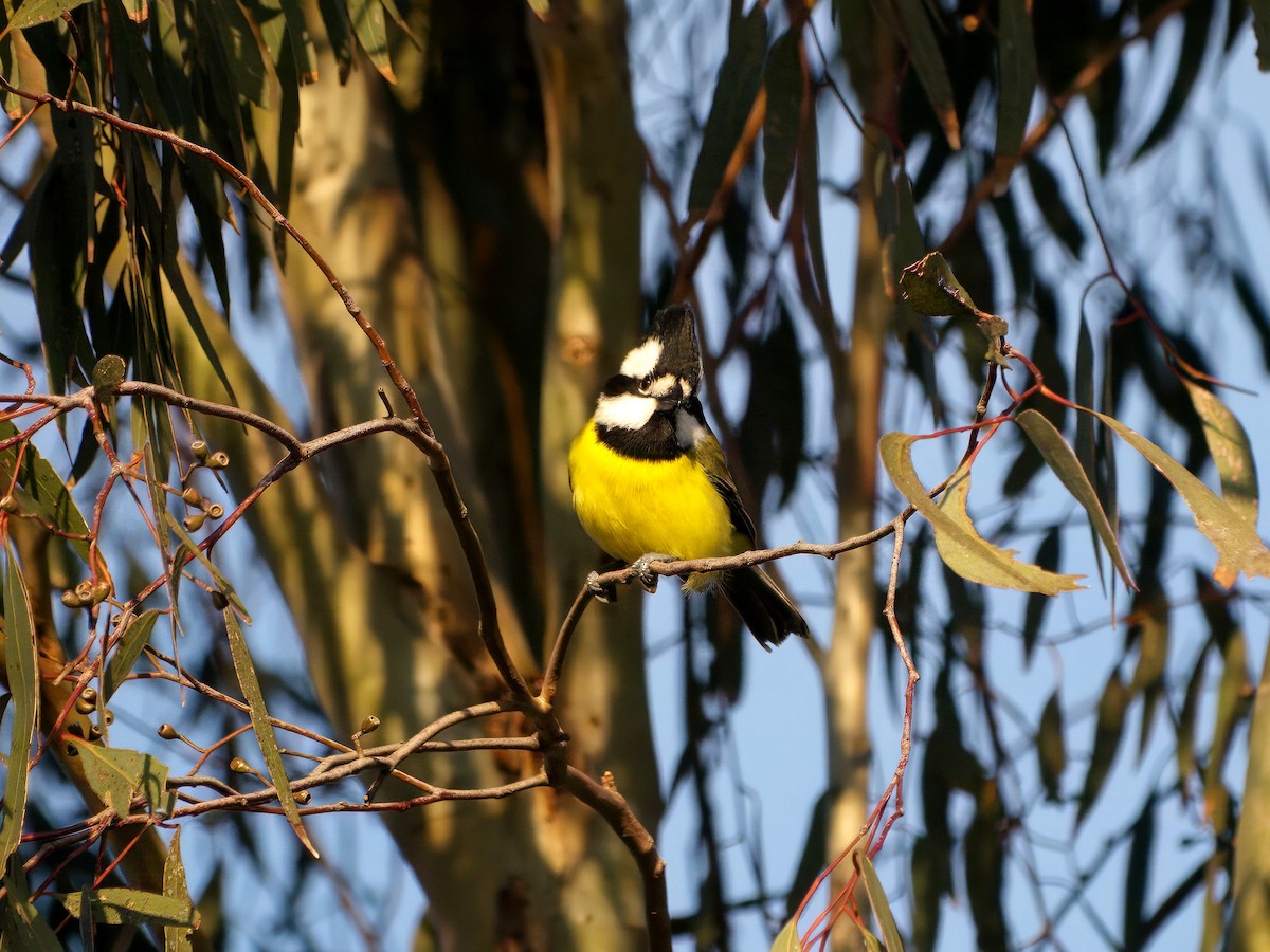 Eastern Shrike-tit - ML643414187
