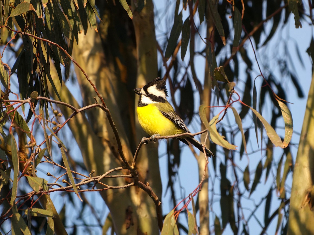 Eastern Shrike-tit - ML643414188