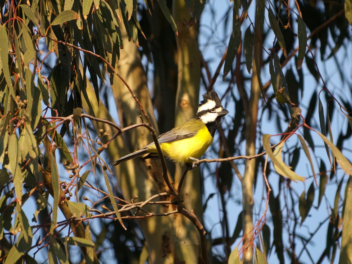 Eastern Shrike-tit - ML643414189