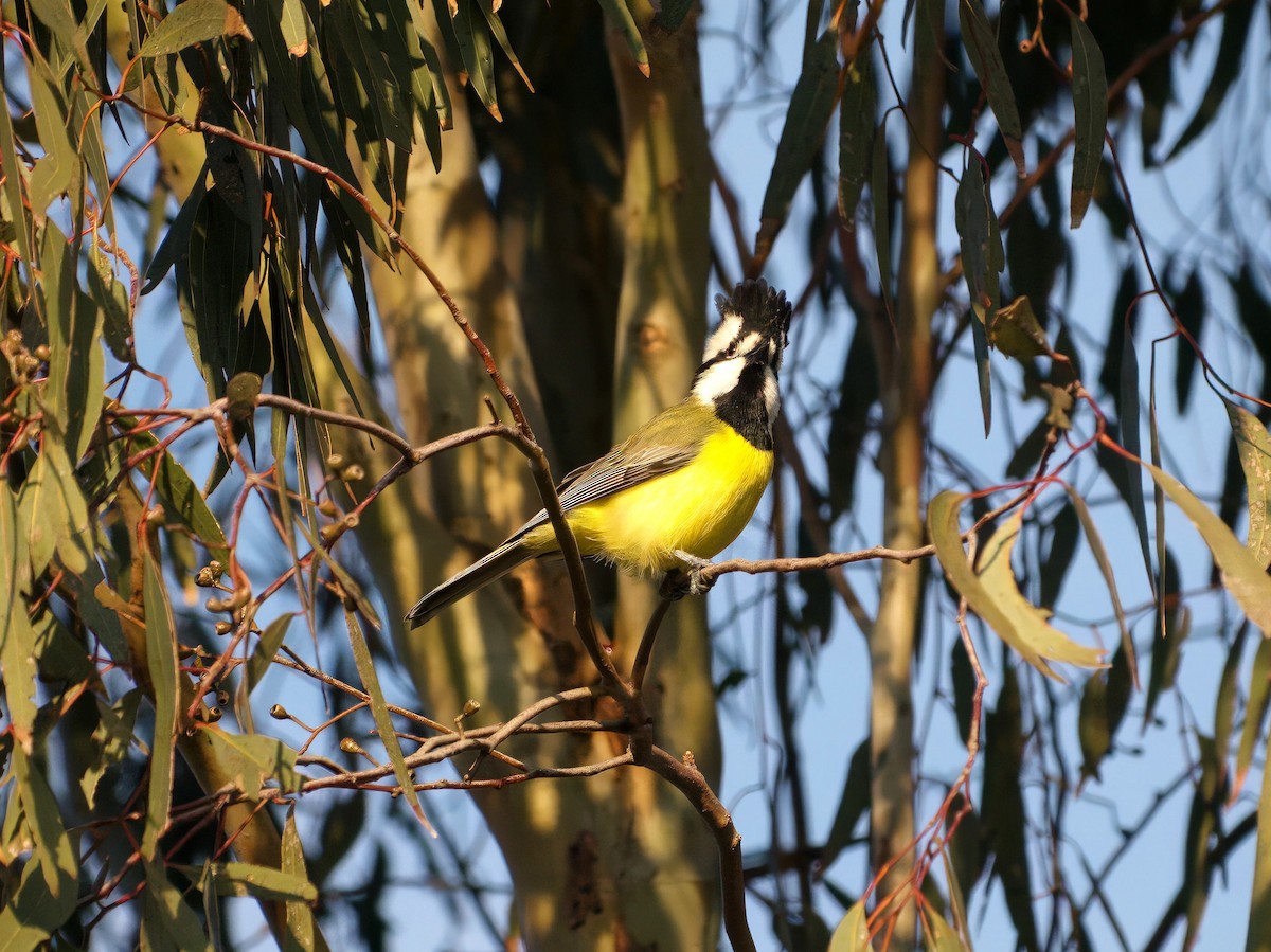 Eastern Shrike-tit - ML643414190