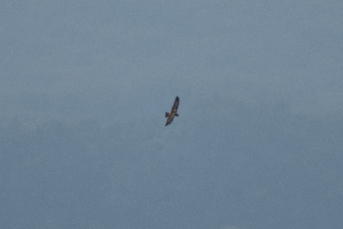 Eastern Marsh Harrier - ML643414194