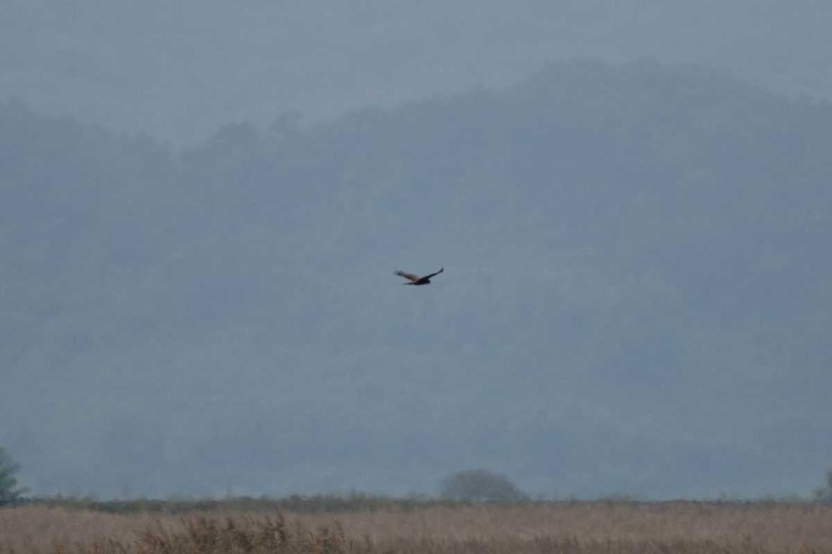 Eastern Marsh Harrier - ML643414196