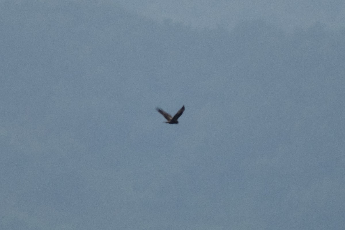 Eastern Marsh Harrier - ML643414197