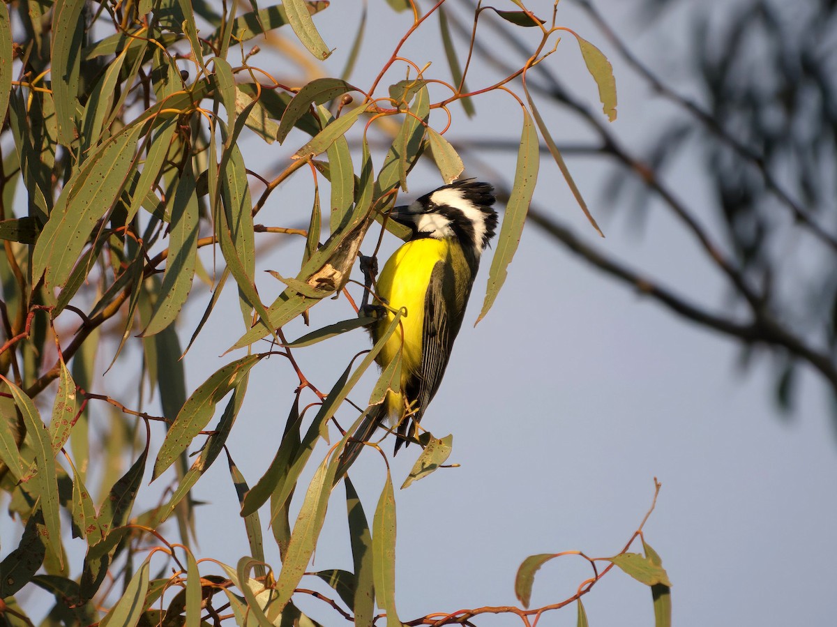 Eastern Shrike-tit - ML643414198