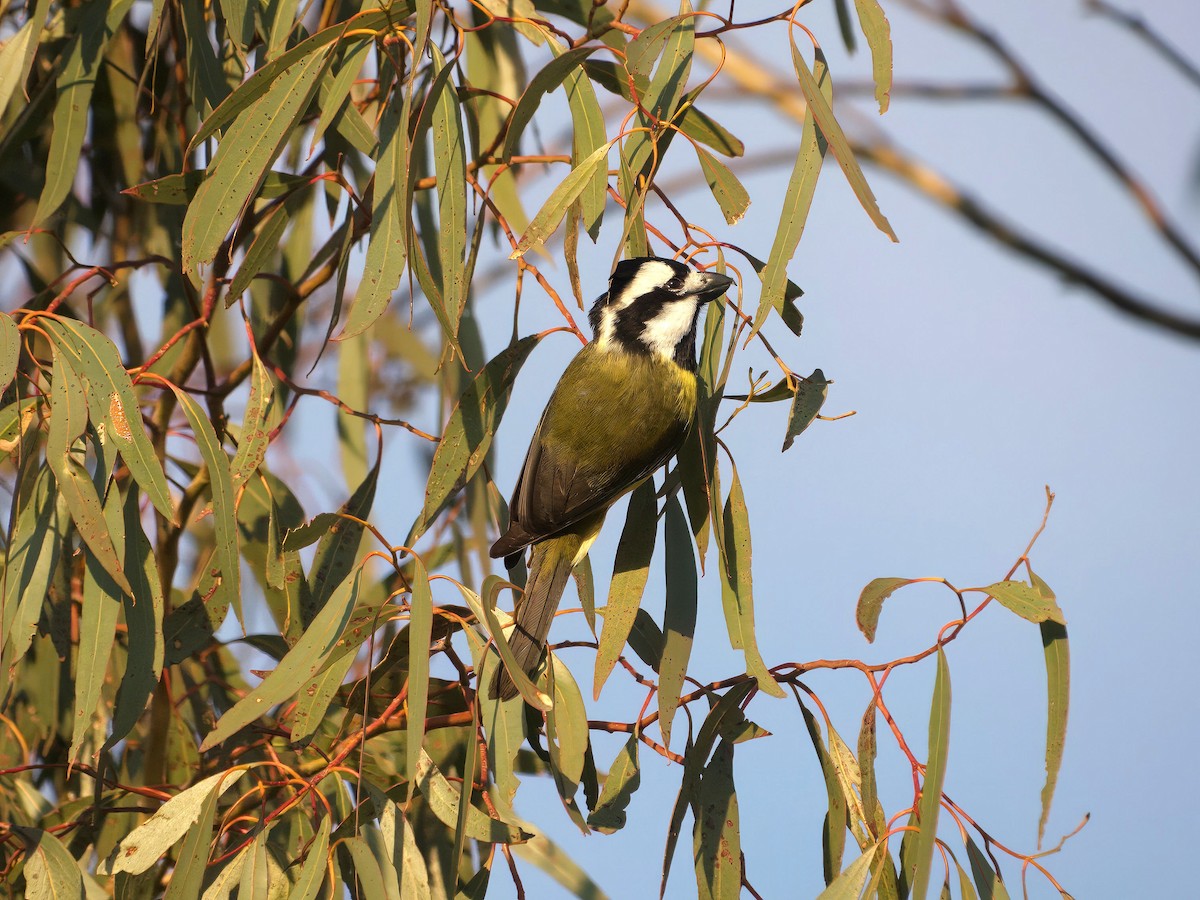 Eastern Shrike-tit - ML643414199