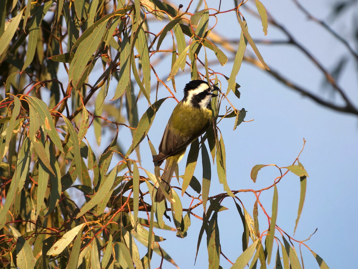 Eastern Shrike-tit - ML643414200