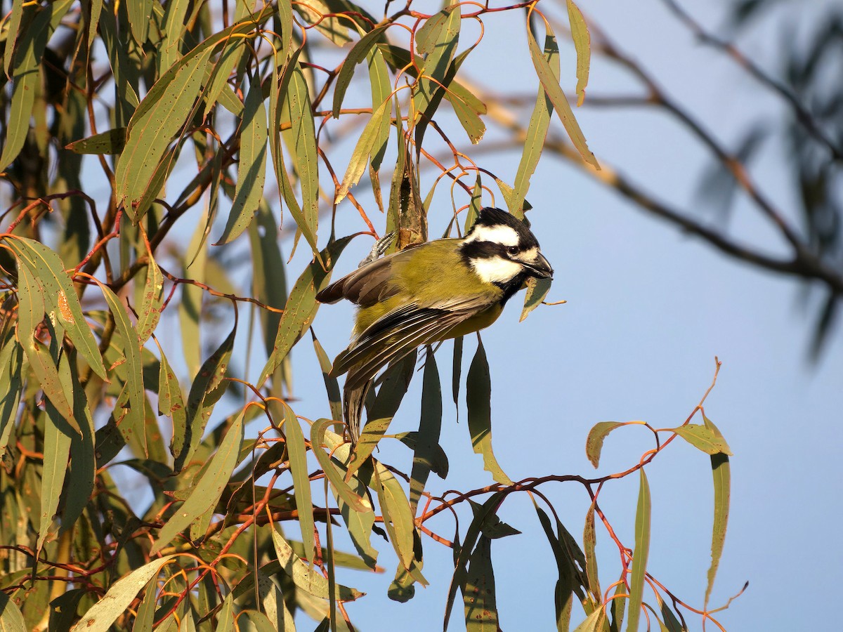 Eastern Shrike-tit - ML643414201