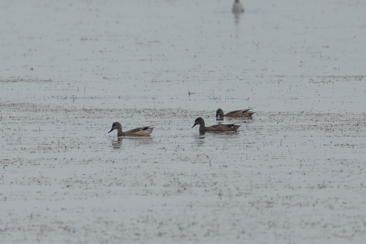 Falcated Duck - ML643414208
